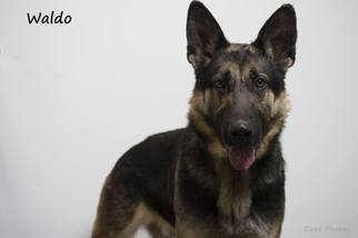 German Shepherd Dog Dogs for adoption in Beckley, WV, USA