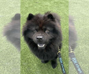 Chow Chow Dogs for adoption in Prescott, Ontario, Canada