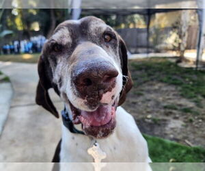 German Shorthaired Pointer Dogs for adoption in Menlo Park, CA, USA