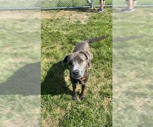 American Pit Bull Terrier Dogs for adoption in Louisville, KY, USA