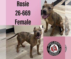 Mutt Dogs for adoption in Georgetown, KY, USA