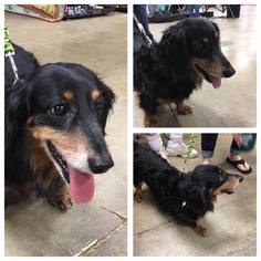 Dachshund Dogs for adoption in Lawton, OK, USA