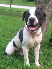 American Pit Bull Terrier-Unknown Mix Dogs for adoption in Slidell, LA, USA