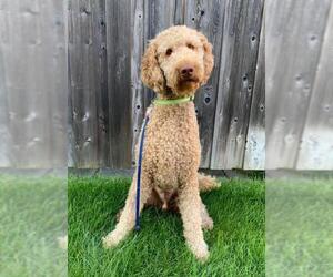 Labradoodle Dogs for adoption in Bowmanville, Ontario, Canada