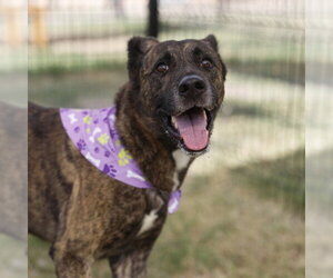 German Shepherd Dog-Unknown Mix Dogs for adoption in San Antonio, TX, USA