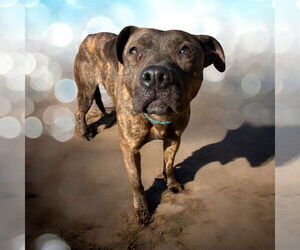 Plott Hound Dogs for adoption in Glen Allen, VA, USA