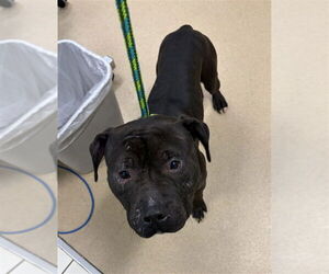 American Pit Bull Terrier Dogs for adoption in Derwood, MD, USA