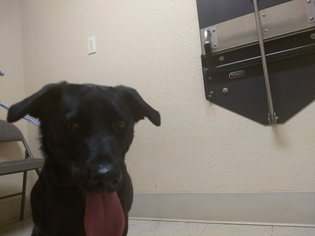 Labrador Retriever Dogs for adoption in Alturas, CA, USA