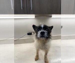 BoShih Dogs for adoption in Baytown, TX, USA