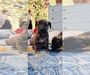 American Staffordshire Terrier-Unknown Mix Dogs for adoption in Wenonah, NJ, USA