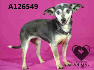 Chihuahua-Unknown Mix Dogs for adoption in Stockton, CA, USA