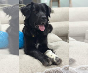 Medium Photo #5 Great Pyrenees-Unknown Mix Puppy For Sale in Sandy, UT, USA