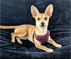 Chihuahua-Unknown Mix Dogs for adoption in Dublin, OH, USA