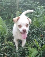 View Ad: Chug Dog for Adoption near Florida, Tallahassee 