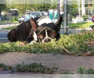 Boston Terrier Dogs for adoption in San Antonio, TX, USA