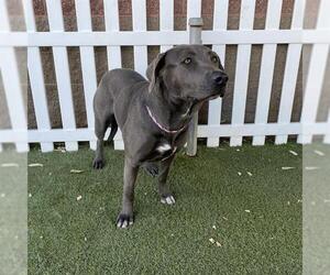 Mutt Dogs for adoption in Modesto, CA, USA