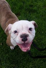 Bulldog Dogs for adoption in La Verne , CA, USA