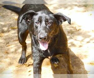 Shepradors Dogs for adoption in Tallahassee, FL, USA