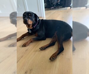 Rottweiler Dogs for adoption in COLUMBIA, MD, USA