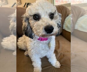 Poodle (Miniature)-Unknown Mix Dogs for adoption in Sandy, UT, USA