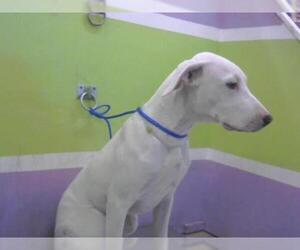 Great Dane-Unknown Mix Dogs for adoption in Missouri City, TX, USA