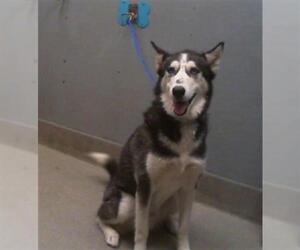 Siberian Husky-Unknown Mix Dogs for adoption in Las Vegas, NV, USA