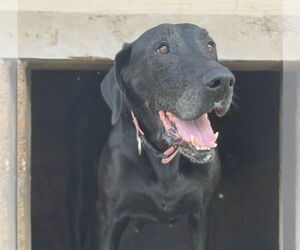 Great Dane Dogs for adoption in Palm Beach, FL, USA