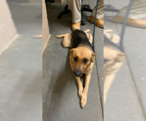 Mutt Dogs for adoption in Stafford, VA, USA