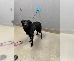 Labrador Retriever-Unknown Mix Dogs for adoption in Las Vegas, NV, USA
