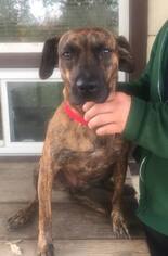 Black Mouth Cur-Unknown Mix Dogs for adoption in Amherst, OH, USA