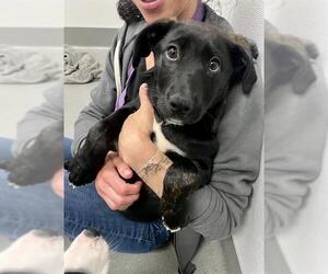 Plott Hound-Unknown Mix Dogs for adoption in San Francisco, CA, USA