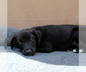 Dorgi Dogs for adoption in York, SC, USA