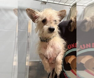 Maltese-Unknown Mix Dogs for adoption in Alameda, CA, USA