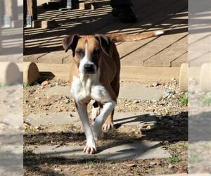 Bogle Dogs for adoption in Wetumpka, AL, USA