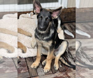 German Shepherd Dog Dogs for adoption in San Diego, CA, USA