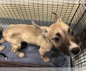 American Pit Bull Terrier-Labrador Retriever Mix Dogs for adoption in Orange, CA, USA