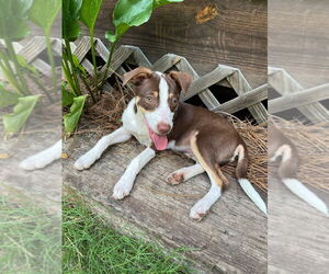 Australian Shepherd-Unknown Mix Dogs for adoption in Mooresville, NC, USA