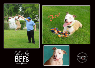 American Pit Bull Terrier-Unknown Mix Dogs for adoption in Topeka, KS, USA