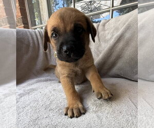 Golden Retriever-Unknown Mix Dogs for adoption in OKLAHOMA CITY, OK, USA
