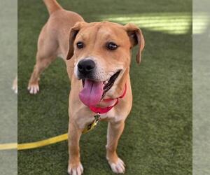 Boxer-Unknown Mix Dogs for adoption in Las Vegas, NV, USA