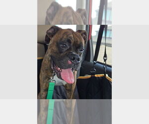 Boxer Dogs for adoption in Austin, TX, USA