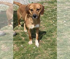 Retriever -Unknown Mix Dogs for adoption in Unionville, PA, USA