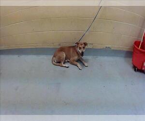 Mutt Dogs for adoption in Tulsa, OK, USA