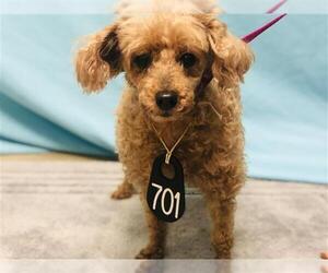 Poodle (Standard) Dogs for adoption in Houston, TX, USA