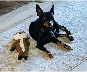 Chipin Dogs for adoption in Princeton, MN, USA