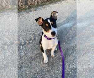 Rat Terrier Dogs for adoption in Hinckley, IL, USA