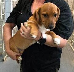 Beagi Dogs for adoption in Arlington, TX, USA