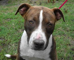 Boxador Dogs for adoption in Tyler, TX, USA