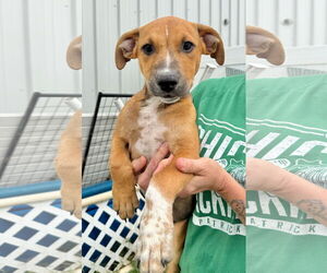 American Pit Bull Terrier-Coonhound Mix Dogs for adoption in GILBERTS, IL, USA