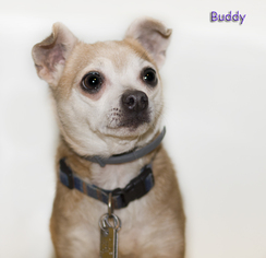Chihuahua Dogs for adoption in Shamokin, PA, USA